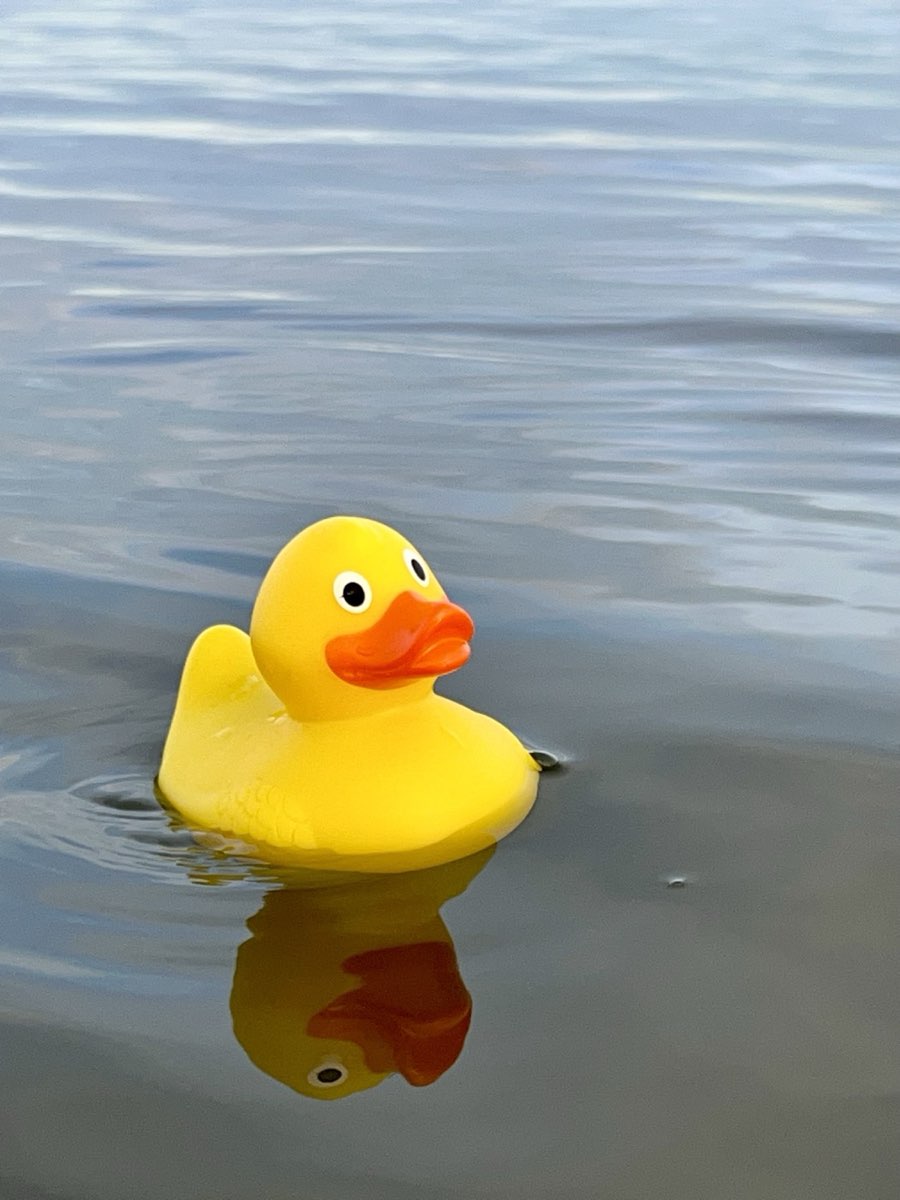 Een geel badeendje drijft kalm op stil water