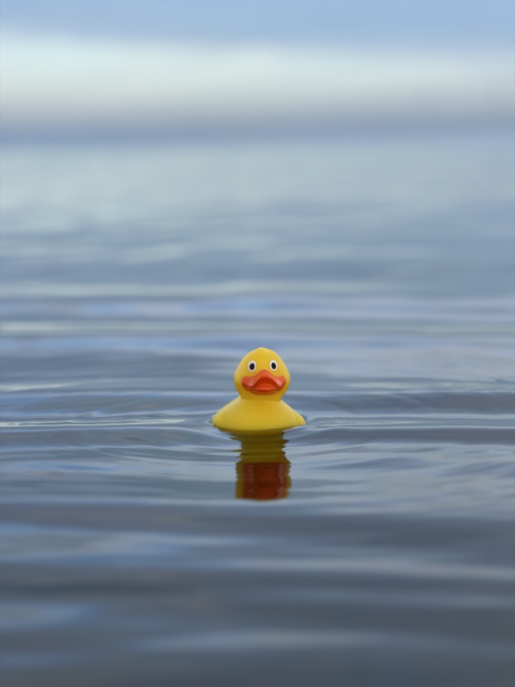 Een gele badeend op stil water - fotografie van Iemke Roos